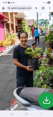 Bibit tanaman buah jeruk