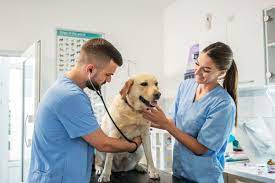 Vet Service (Jasa Dokter Hewan)